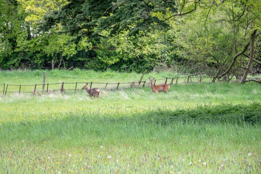 Home Farm Boreham Вормінстер Екстер'єр фото